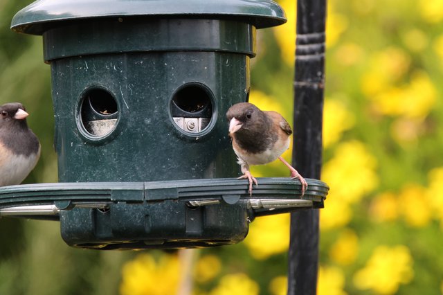 Two Dark-eyed Juncos at Green Bird Feeder