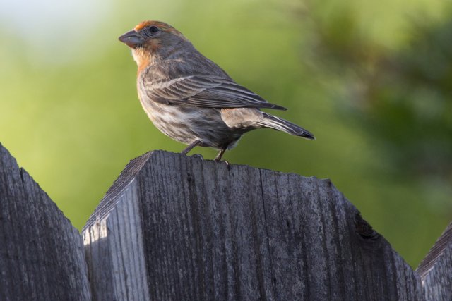 Sparrow on the Fence: A Moment in Spring