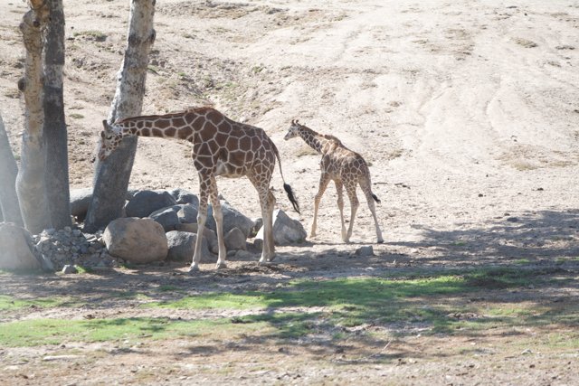 A Mother and Baby Giraffe Bonding in the Wild