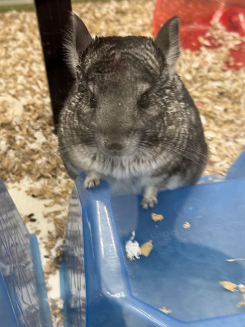 Curious Chinchilla