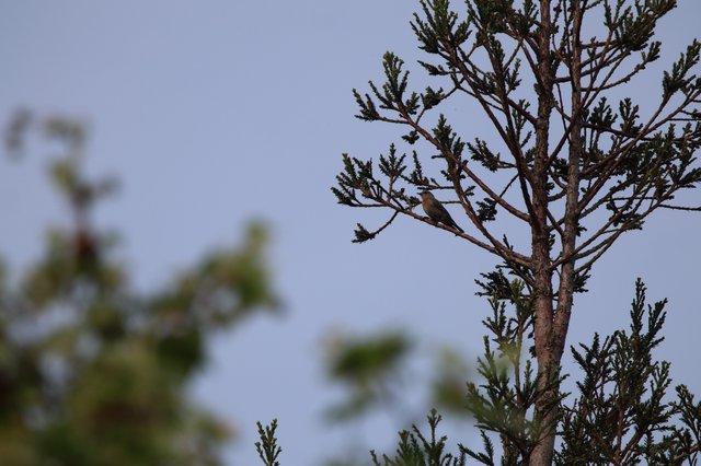 Solitary Bird Perched on Weathered Conifer Branch