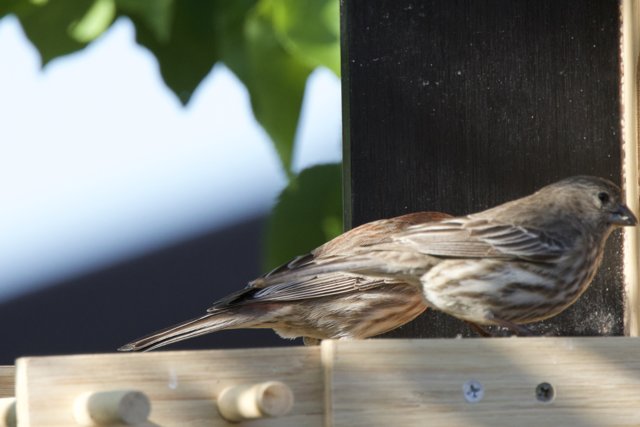 Sparrow Moments