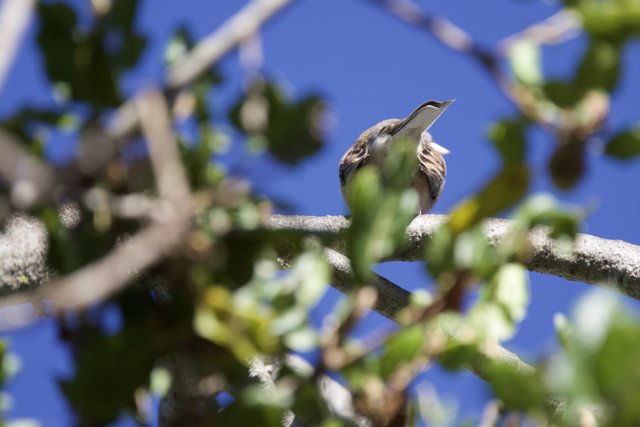 Wren in the Canopy