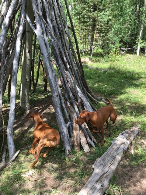 Forest Canines at Play