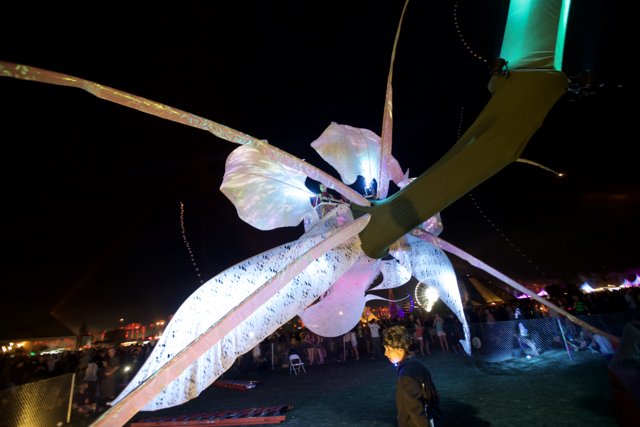 Luminous Insect Takes Over the Night Sky