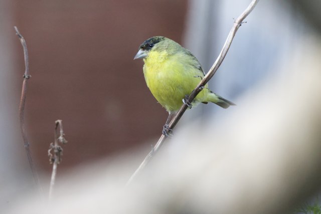 Perched Beauty: The Finch's Moment