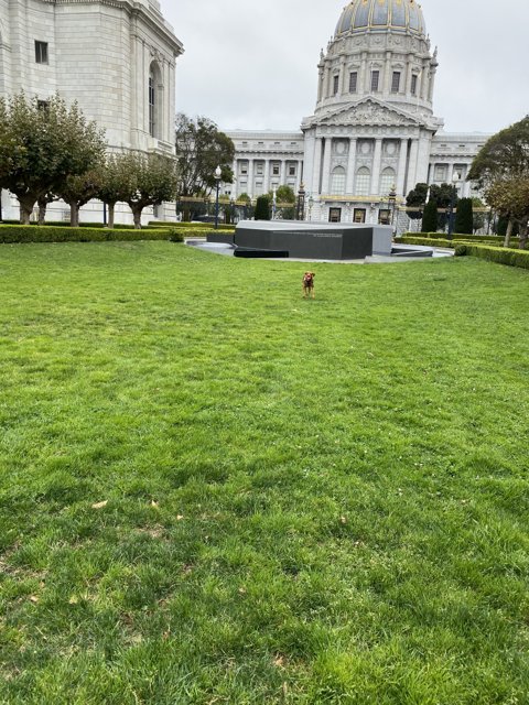 Canine Adventure at Veterans Memorial