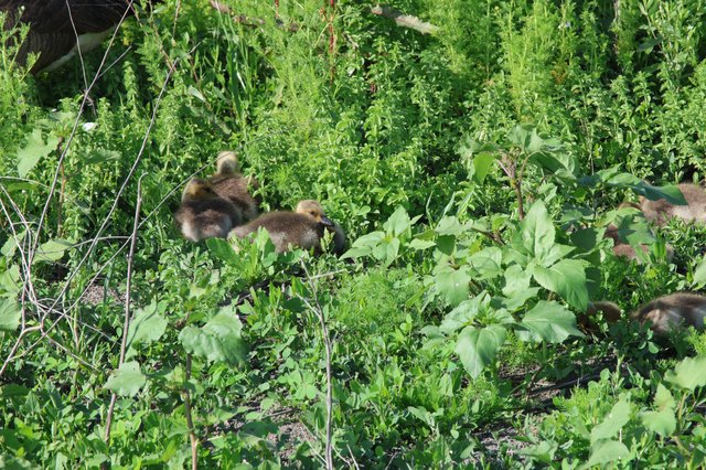 Goslings Foraging Among Green Vegetation in Wetlands