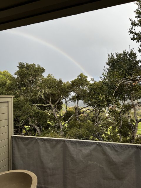 Rainbow Over Carmel Trees