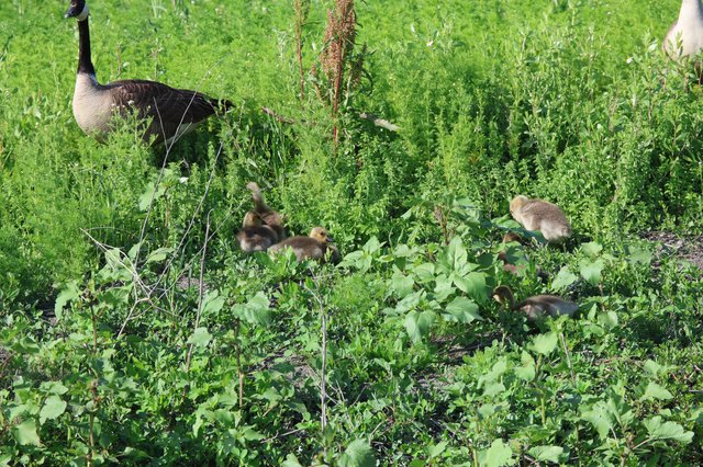 Canada Goose Family Foraging in Lush Spring Wetland