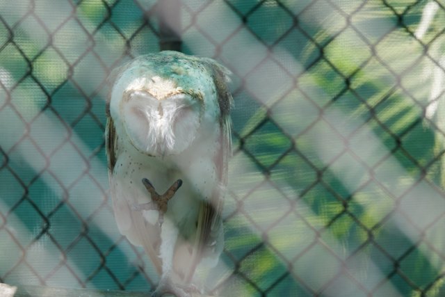 Serenity Behind Bars: The Slumbering Owl