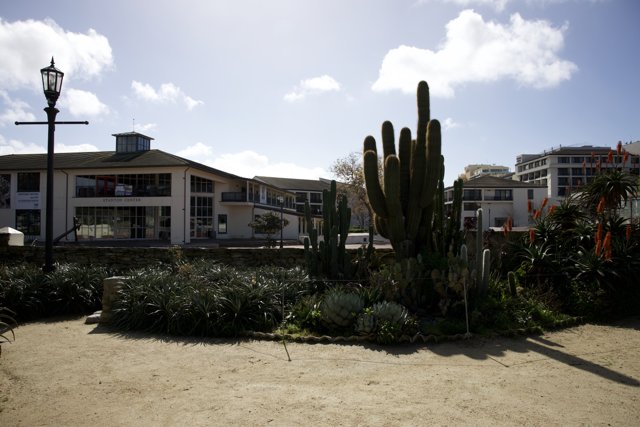 An Urban Oasis: Cactus in the City