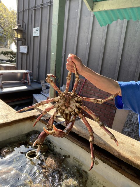 The King of Crabs