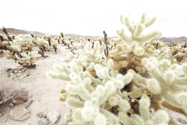 Serenity among the Cacti