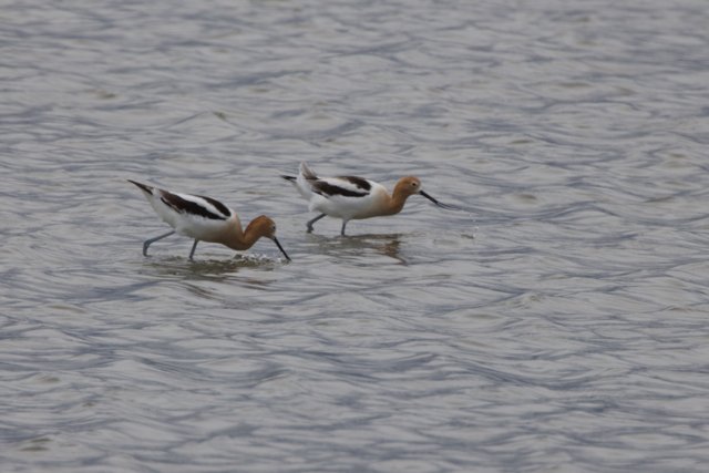 Tranquil Wading