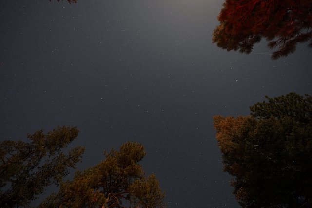 Starry Night Sky Through Pine Trees at Lassen