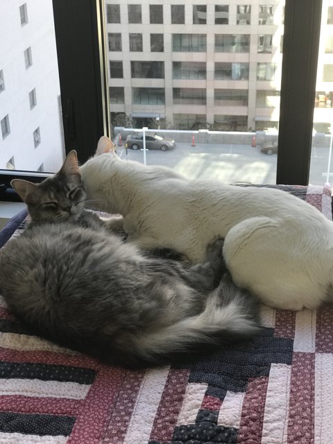 Feline Friends Relaxing on Linen Blanket