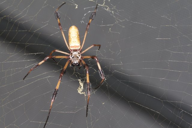 Long Legged Garden Spider