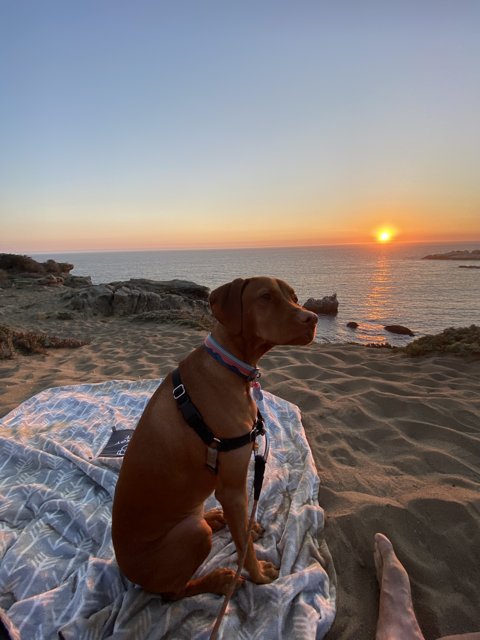 Sunset Serenade with my Furry Friend