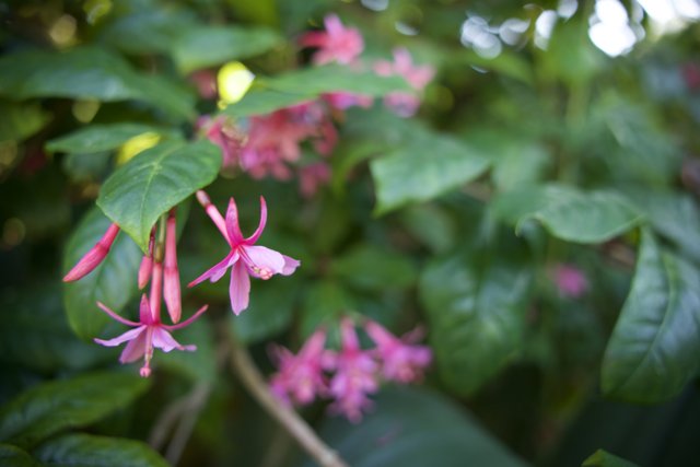 Fuchsia Wonders in the Botanical Garden