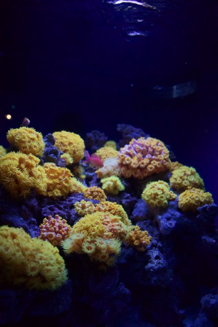 The Aquatic Rainbow: A Coral Garden Underwater
