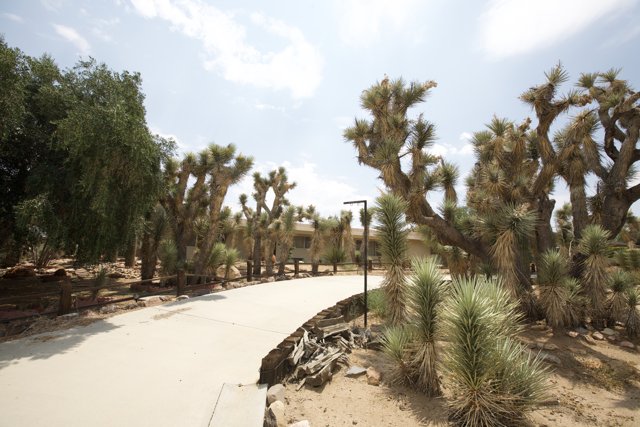 Desert Pathway Oasis