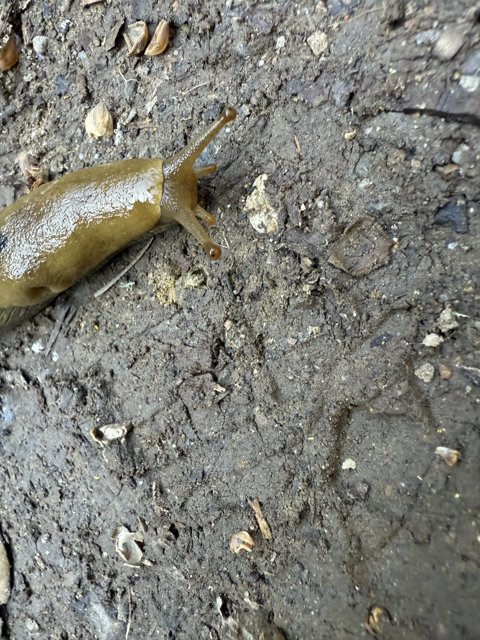 The Trailblazing Slug