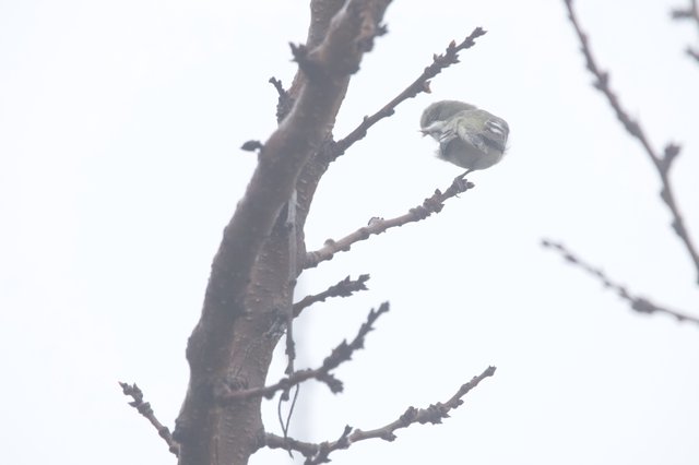 Small Bird Perched on Winter Branch