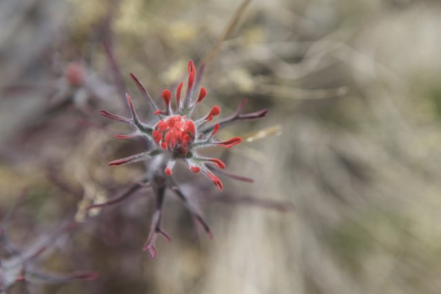 A Vibrant Geranium in the Desert