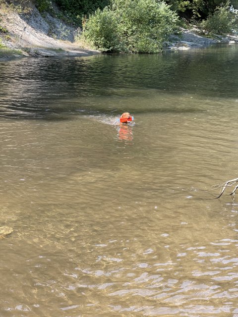 Enjoying a Refreshing Swim in Nature