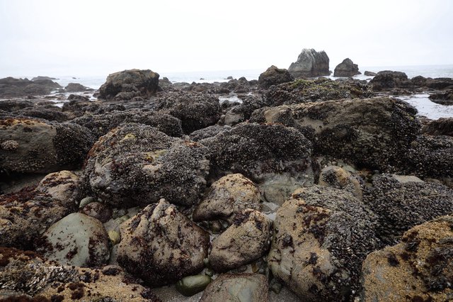 Barnacle-Covered Rocks at Low Tide Intertidal Zone