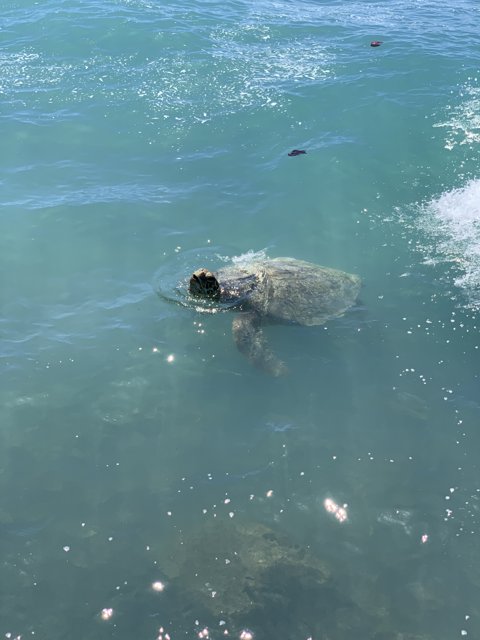 Sea Turtle Swimming near Boat in Waikiki