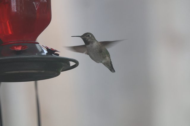Hummingbird Hovering at Red Nectar Feeder