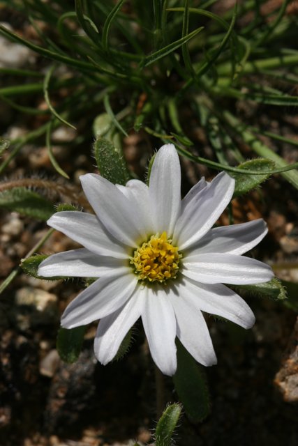 White Daisy in Full Bloom