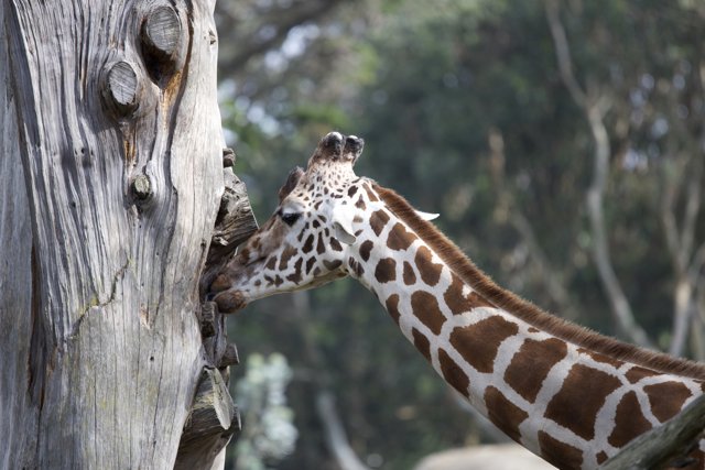 Giraffe Grazing at SF Zoo