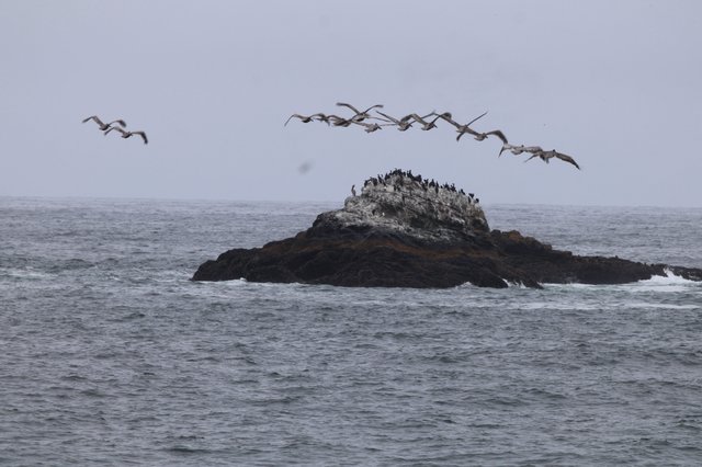 Pelicans Soar Over Seabird Colony Rock