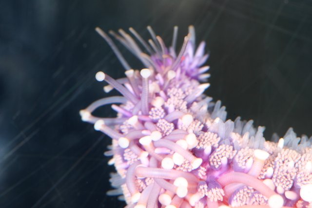 Purple Sea Anemone Blooms with White Flowers