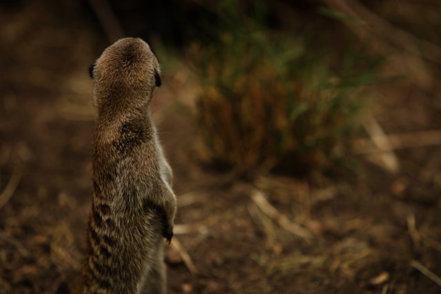 Meerkat Majesty at Oakland Zoo