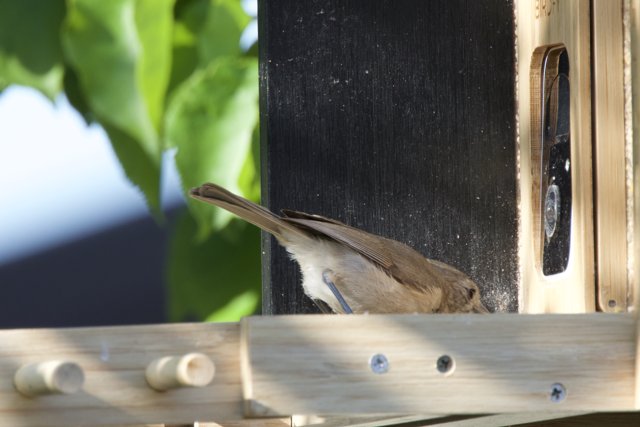 Feathered Visitor at the Feeder