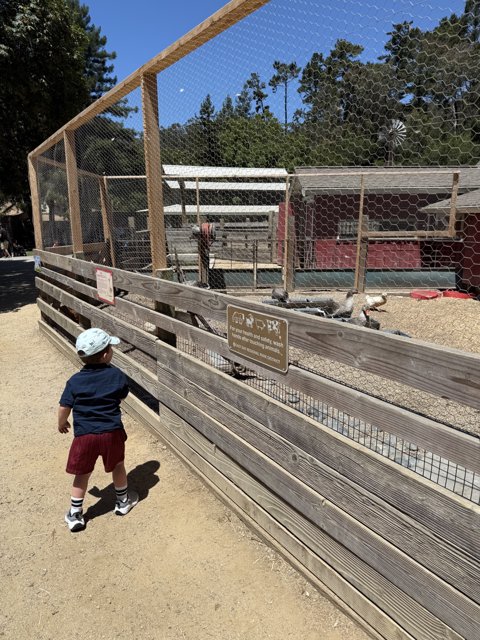 Curious Encounters at the Zoo