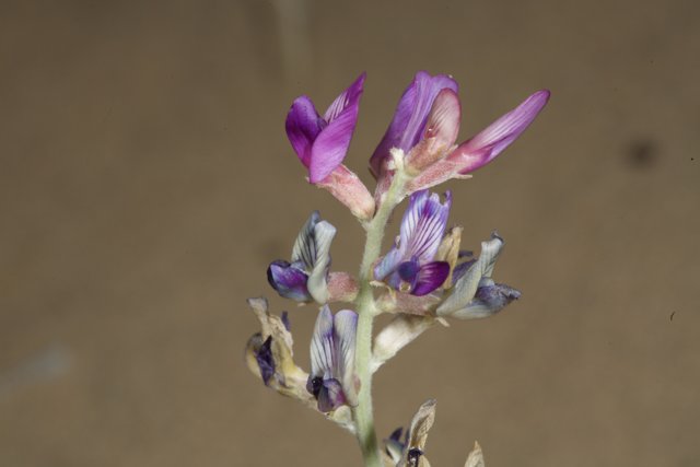 Purple Lupin Flower in the Desert