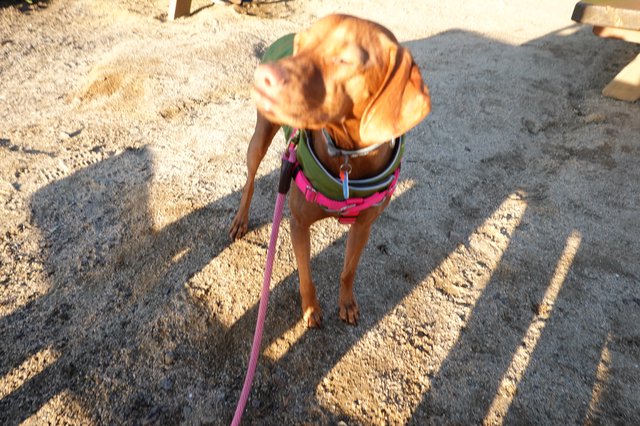 Rescue Dog in Colorful Harness on Asphalt