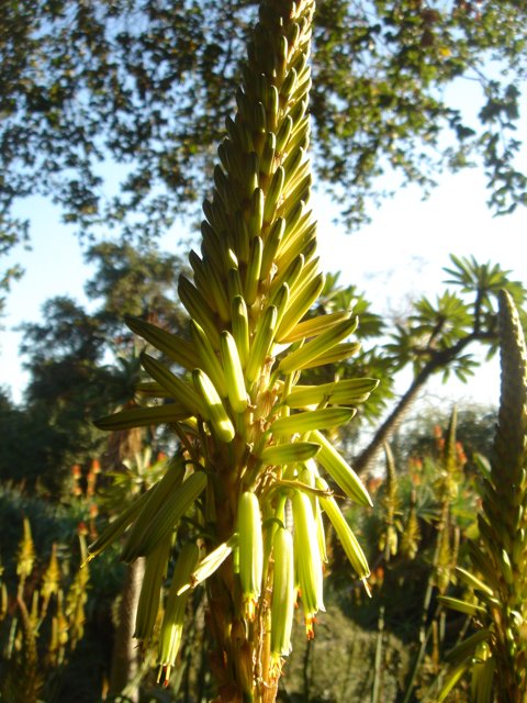 Blooming Agave under the Blue Sky