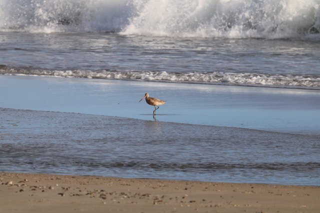 Solitary Shorebird Wading in Surf at Drakes Beach