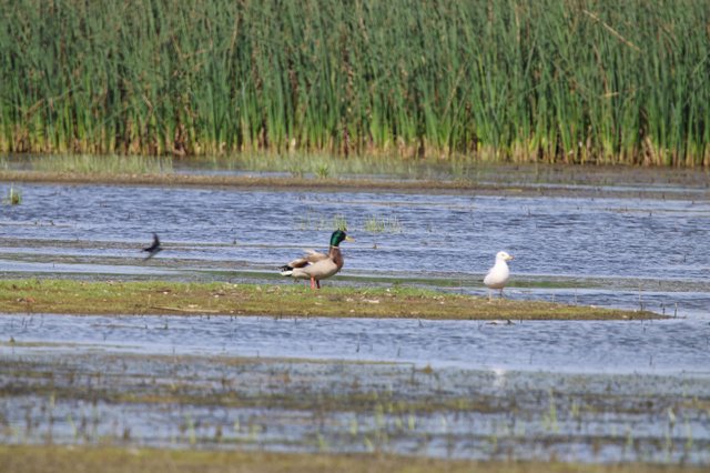 Mallard Duck and Seagull in Wetland Habitat