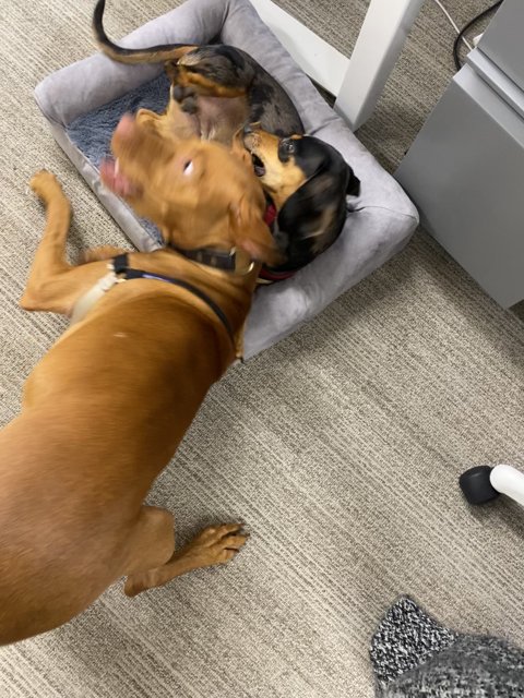 Canine Playmates in the Office