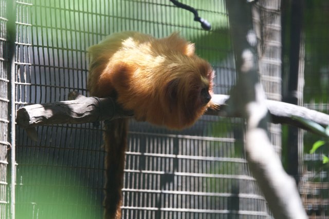 A Glimpse Into Captivity: Golden Lion Tamarin at Honolulu Zoo