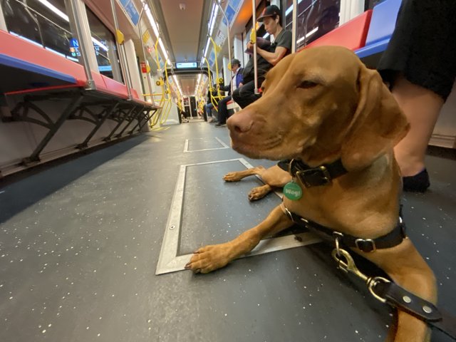 Train Ride with Man's Best Friend