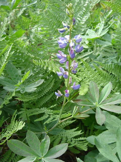 Enchanting Lupin Blossoming in the Forest