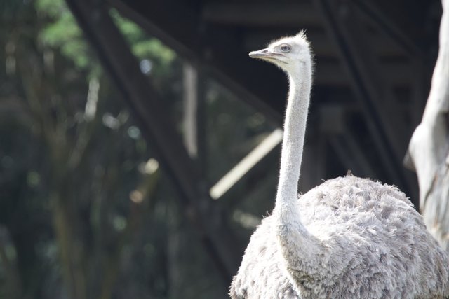 Magnificent Ostrich at SF Zoo, 2024